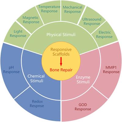 Recent advances of responsive scaffolds in bone tissue engineering